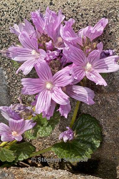 sidalcea malviflora 8 graphic